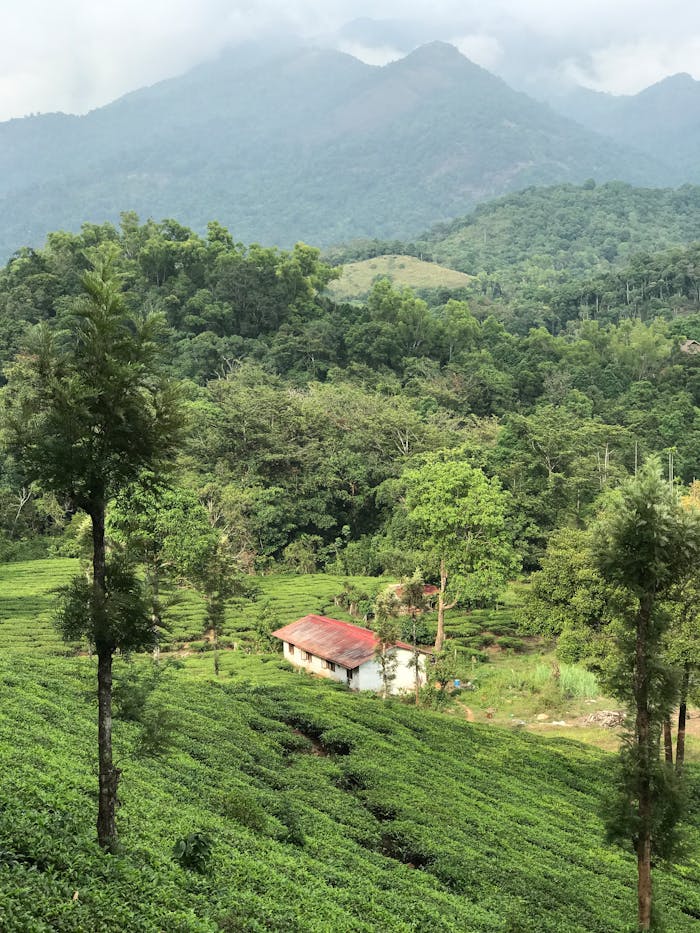 A picturesque farmhouse in Wayanad, India surrounded by lush greenery and rolling hills.