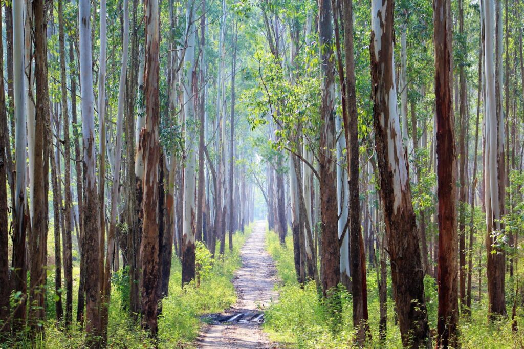 A path through a forest with tall trees